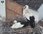 Capi_Dubne_20250424_080002.jpg