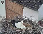 Capi_Dubne_20250424_081003.jpg