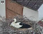 Capi_Dubne_20250424_090504.jpg