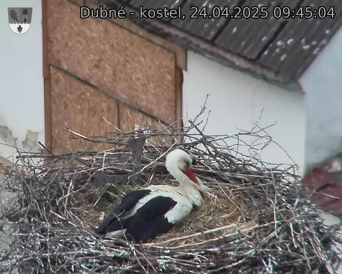 Capi_Dubne_20250424_094504.jpg (1350 x 1080)
