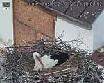 Capi_Dubne_20250424_100002.jpg