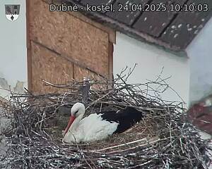 Capi_Dubne_20250424_101003.jpg (1350 x 1080)