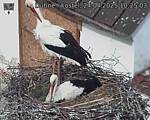 Capi_Dubne_20250424_102503.jpg