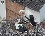 Capi_Dubne_20250424_113002.jpg