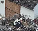 Capi_Dubne_20250424_114504.jpg
