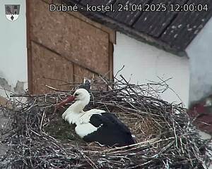 Capi_Dubne_20250424_120004.jpg (1350 x 1080)