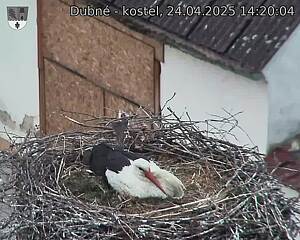 Capi_Dubne_20250424_142004.jpg (1350 x 1080)