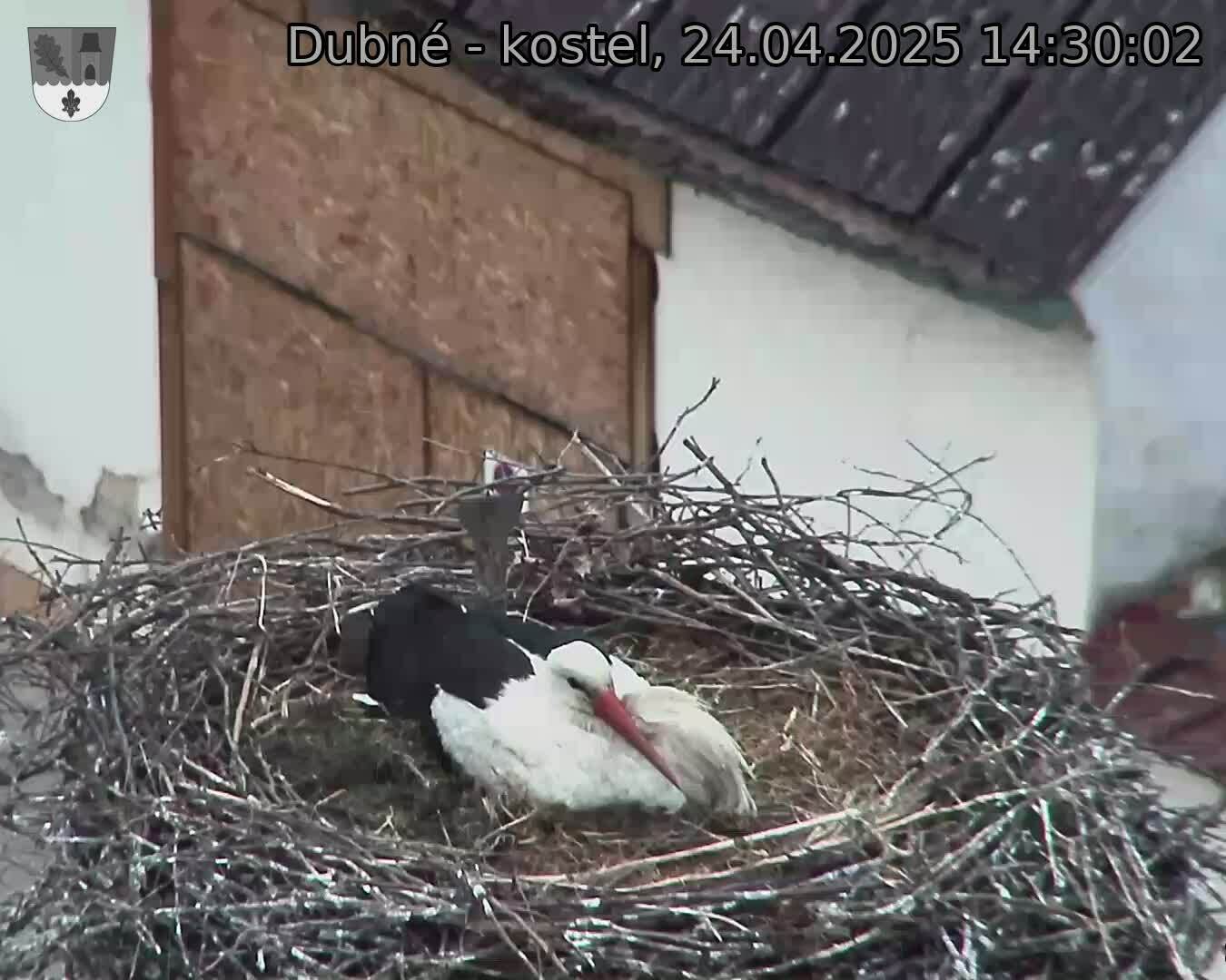 Capi_Dubne_20250424_143002.jpg (1350 x 1080)