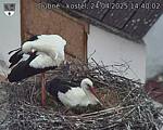 Capi_Dubne_20250424_144002.jpg