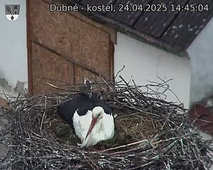 Capi_Dubne_20250424_144504.jpg (1350 x 1080)