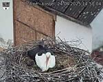 Capi_Dubne_20250424_145004.jpg