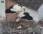 Capi_Dubne_20250424_150003.jpg