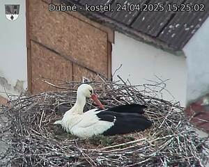 Capi_Dubne_20250424_152502.jpg (1350 x 1080)