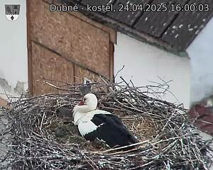 Capi_Dubne_20250424_160003.jpg (1350 x 1080)