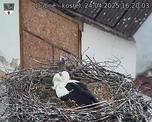 Capi_Dubne_20250424_162003.jpg (1350 x 1080)