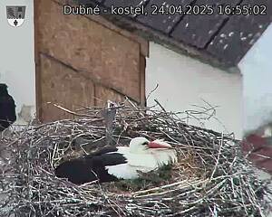 Capi_Dubne_20250424_165502.jpg (1350 x 1080)