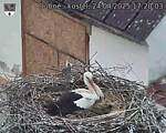 Capi_Dubne_20250424_172003.jpg