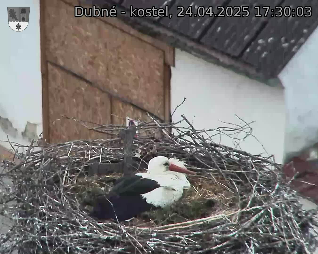 Capi_Dubne_20250424_173003.jpg (1350 x 1080)
