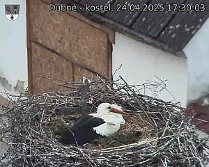 Capi_Dubne_20250424_173003.jpg (1350 x 1080)