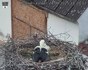 Capi_Dubne_20250424_182002.jpg (1350 x 1080)
