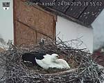 Capi_Dubne_20250424_185502.jpg