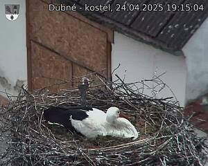 Capi_Dubne_20250424_191504.jpg (1350 x 1080)
