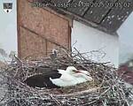 Capi_Dubne_20250424_200502.jpg