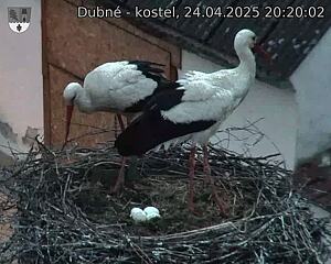 Capi_Dubne_20250424_202002.jpg (1350 x 1080)