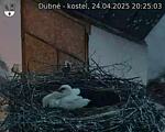 Capi_Dubne_20250424_202503.jpg