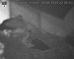 Capi_Dubne_20250424_220003.jpg