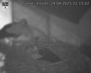 Capi_Dubne_20250424_221502.jpg (1350 x 1080)