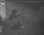 Capi_Dubne_20250425_003002.jpg