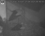 Capi_Dubne_20250425_004003.jpg