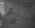Capi_Dubne_20250425_004502.jpg