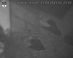 Capi_Dubne_20250425_012502.jpg