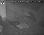 Capi_Dubne_20250425_013002.jpg