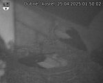Capi_Dubne_20250425_015002.jpg