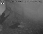 Capi_Dubne_20250425_040002.jpg