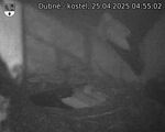 Capi_Dubne_20250425_045502.jpg
