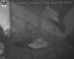 Capi_Dubne_20250425_051003.jpg