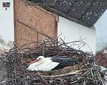 Capi_Dubne_20250425_064002.jpg