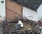 Capi_Dubne_20250425_072502.jpg