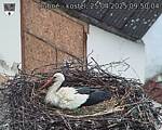 Capi_Dubne_20250425_095004.jpg
