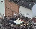 Capi_Dubne_20250425_120003.jpg