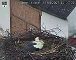 Capi_Dubne_20250425_170002.jpg