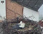 Capi_Dubne_20250425_171502.jpg