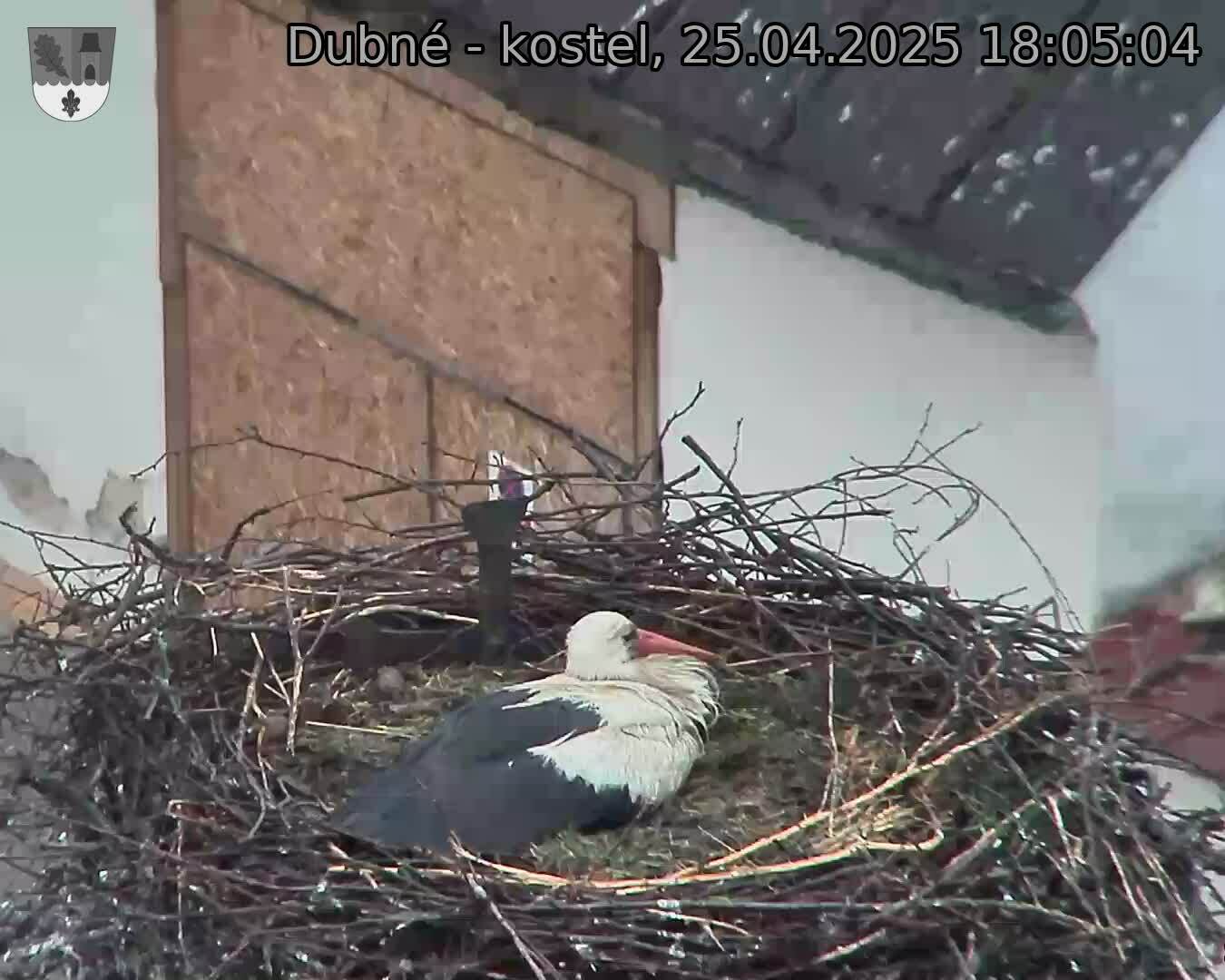 Capi_Dubne_20250425_180504.jpg (1350 x 1080)