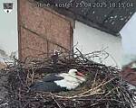 Capi_Dubne_20250425_181504.jpg