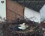 Capi_Dubne_20250425_182003.jpg