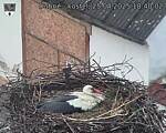 Capi_Dubne_20250425_184002.jpg